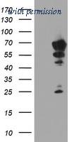 OriGene TA504200AM image 1