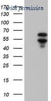 OriGene TA504201BM image 1