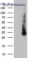 OriGene TA504210AM image 1