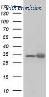 OriGene TA504227AM image 1