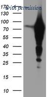 OriGene TA504296BM image 1