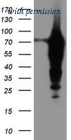 OriGene TA504297BM image 1
