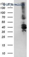 OriGene TA504320AM image 1