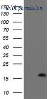 OriGene TA504411AM image 1