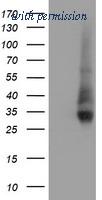 OriGene TA504435AM image 1