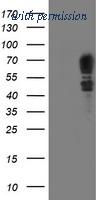 OriGene TA504438AM image 1