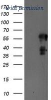OriGene TA504440AM image 1