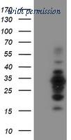 OriGene TA504443AM image 1