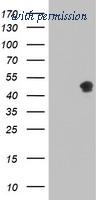 OriGene TA504462BM image 1