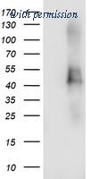 OriGene TA504464AM image 1