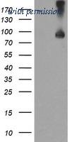 OriGene TA504592BM image 1
