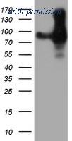OriGene TA504842AM image 1