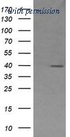 OriGene TA505841BM image 1