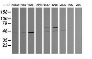 OriGene TA505983AM image 1