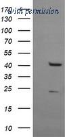 OriGene TA506364BM image 1