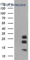 OriGene TA506395AM image 1