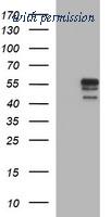 OriGene TA506697AM image 1