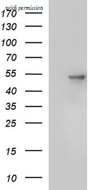 OriGene TA507250BM image 1