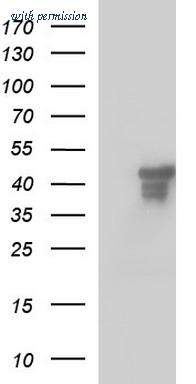 OriGene TA507264BM image 1