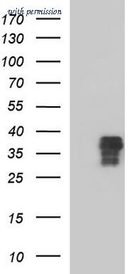 OriGene TA507381BM image 1