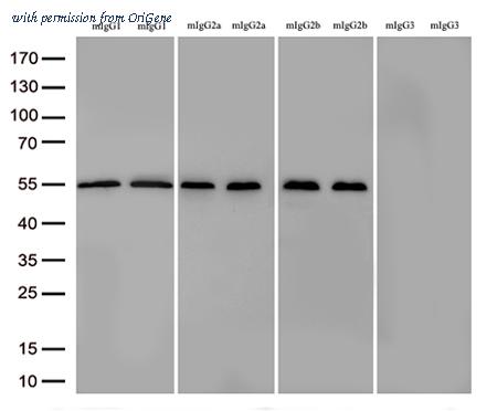 OriGene TA592637S image 1
