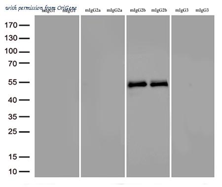 OriGene TA592642 image 1