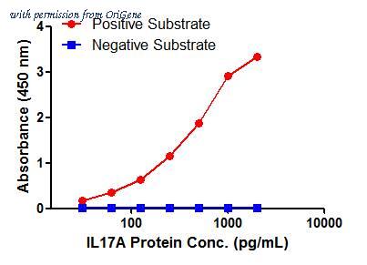 OriGene TA600556 image 1