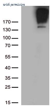 OriGene TA801049AM image 1