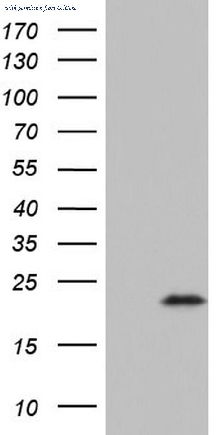 OriGene TA802963BM image 1
