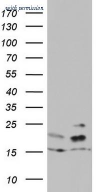 OriGene TA803158BM image 1