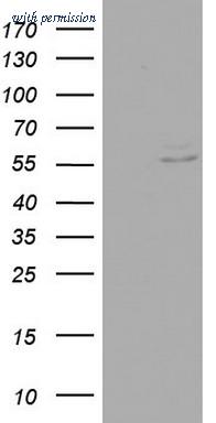 OriGene TA803170BM image 1
