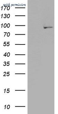 OriGene TA803175BM image 1