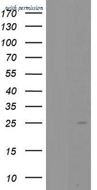 OriGene TA803290BM image 1