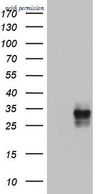 OriGene TA803393BM image 1