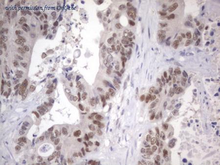 OriGene TA803682AM image 1