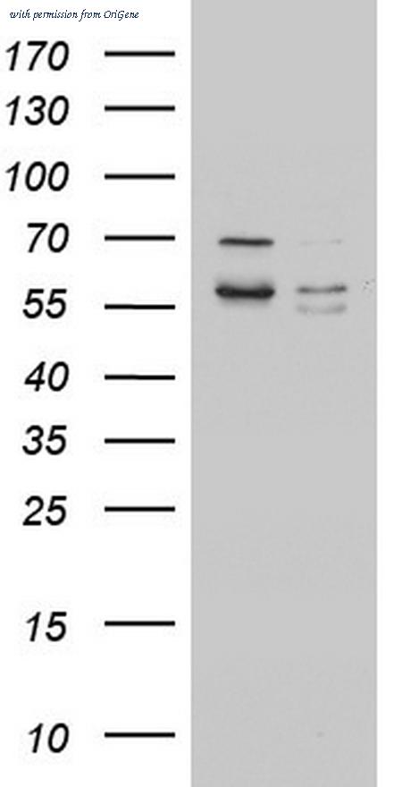 OriGene TA803793AM image 1