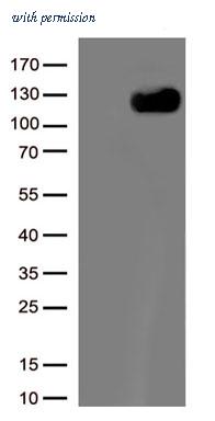 OriGene TA803841BM image 1