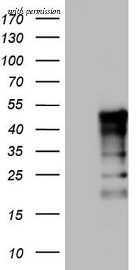 OriGene TA803891BM image 1