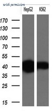 OriGene TA803999AM image 1