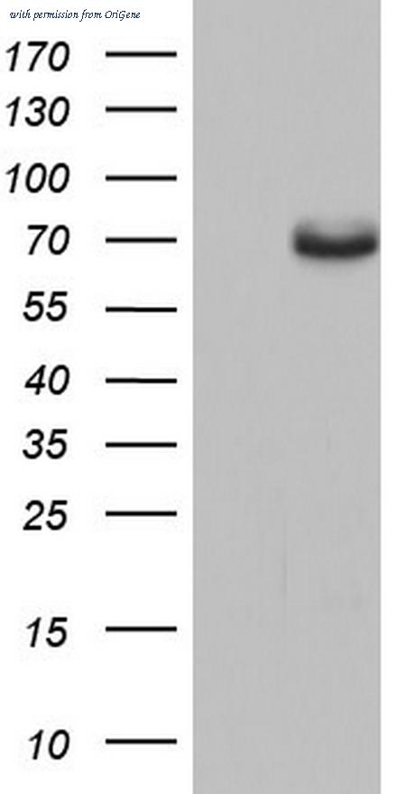 OriGene TA804039AM image 1
