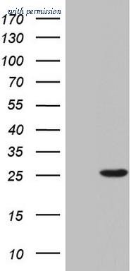 OriGene TA804220BM image 1