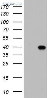 OriGene TA804236AM image 1