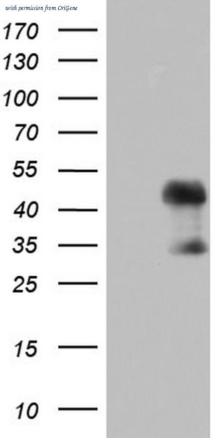 OriGene TA804304AM image 1
