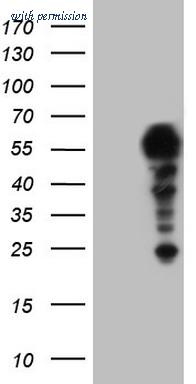 OriGene TA804377AM image 1
