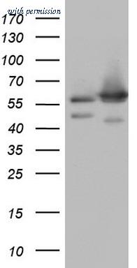 OriGene TA804384BM image 1