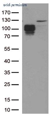 OriGene TA804415BM image 1