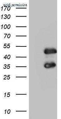 OriGene TA804452AM image 1