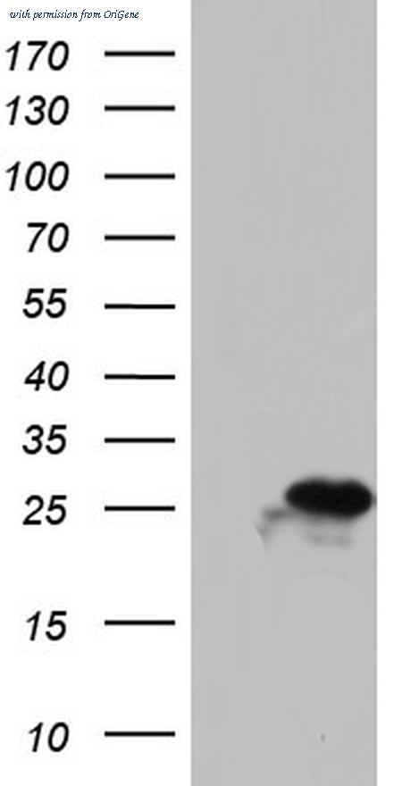 OriGene TA804470BM image 1