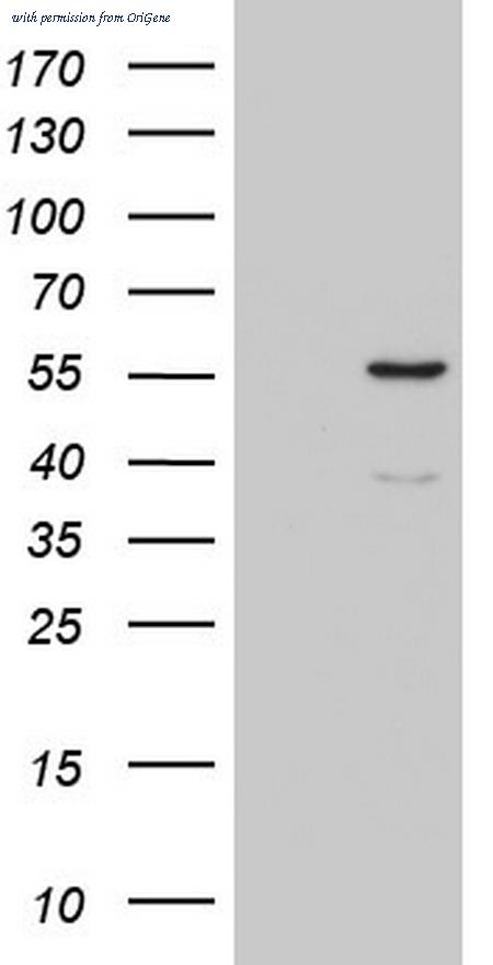 OriGene TA804477AM image 1