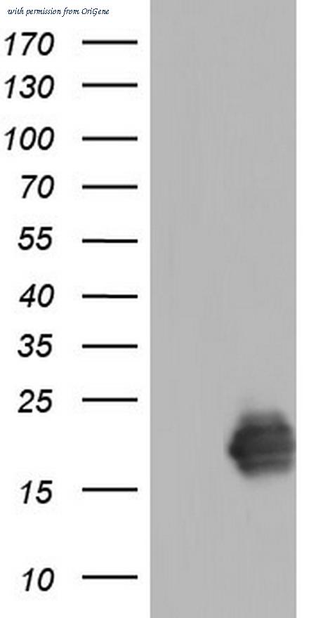OriGene TA804501BM image 1